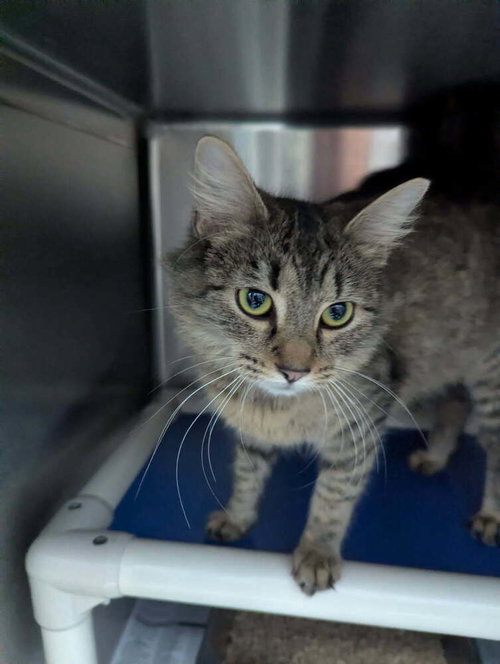 Gadget, Adult Domestic Medium Hair (long coat), cat for adoption in Owensboro, Kentucky