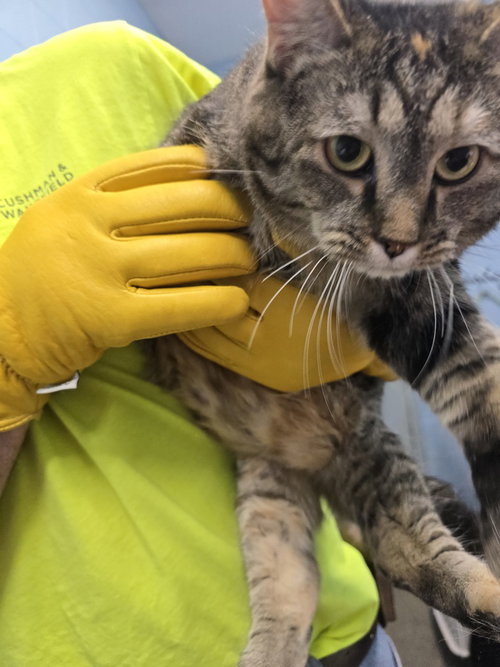 Tater, Adult Domestic Medium Hair (long coat), cat for adoption in Owensboro, Kentucky