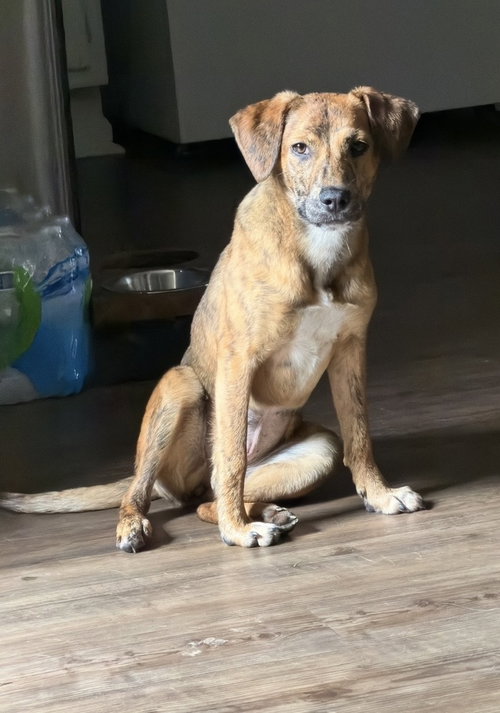 Chocolate, an adoptable Terrier in Evansville, IN