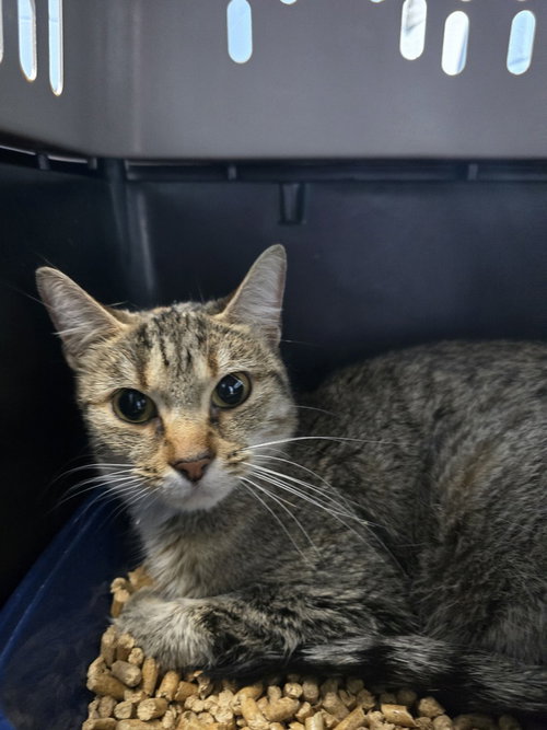 Rainey, Adult Domestic Short Hair (short coat), cat for adoption in Owensboro, Kentucky