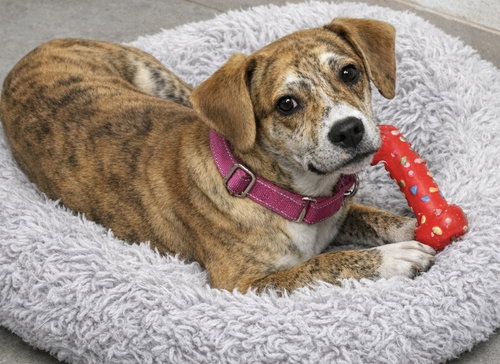 Creme Brulee, an adoptable Terrier in Evansville, IN