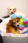 Sorbet - Photo 2