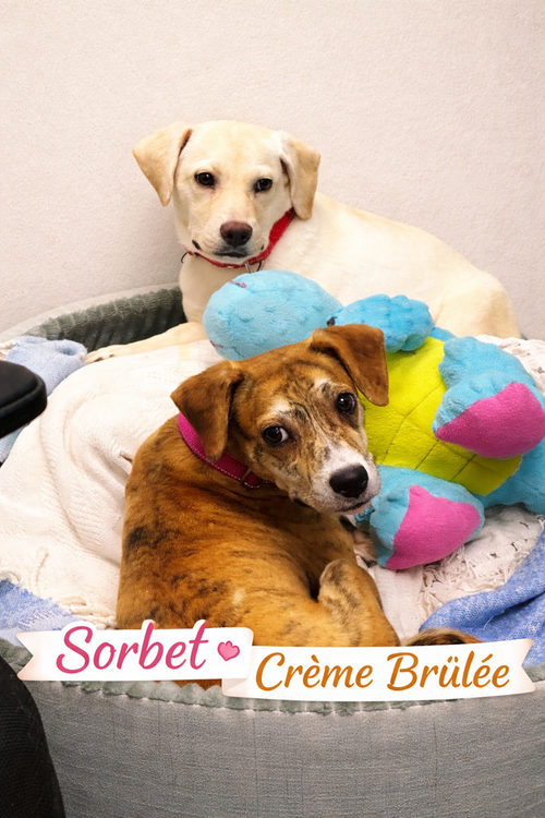 SORBET - Terrier available for adoption