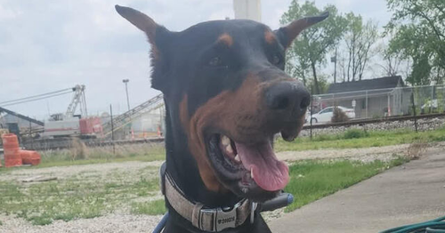 Anubis, an adoptable Doberman Pinscher in Evansville, IN