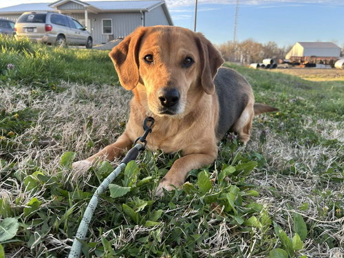 Tanga, an adoptable Beagle in Evansville, IN