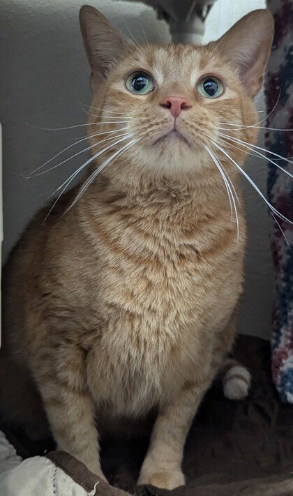 Aries, Adult Domestic Short Hair (short coat), cat for adoption in Owensboro, Kentucky