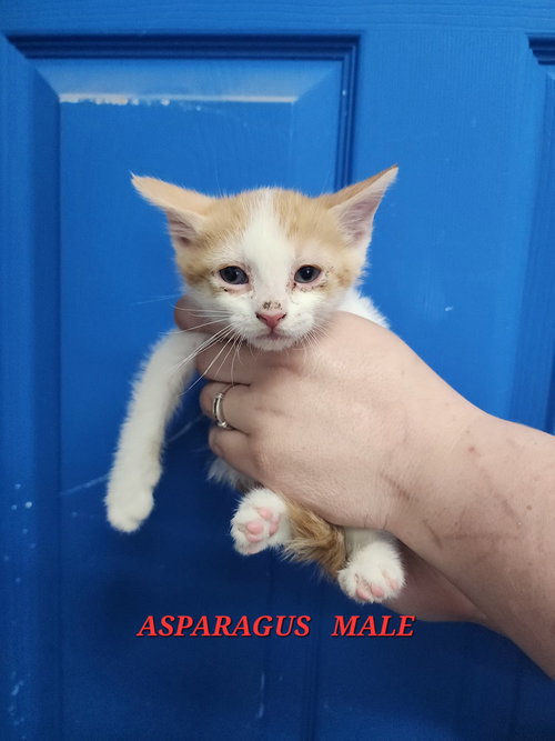 Asparagus, Baby Domestic Short Hair, cat for adoption in Owensboro, Kentucky