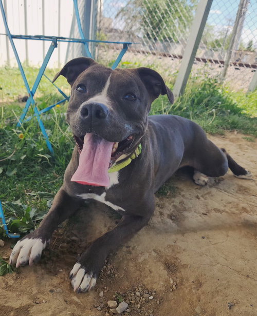 Daisy Leah, an adoptable Pit Bull Terrier in Evansville, IN