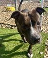 Daisy Leah - Photo 3