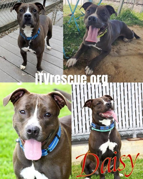 DAISY LEAH - Pit Bull Terrier available for adoption