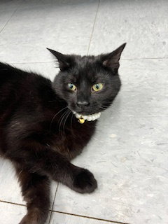 SLINKY - Domestic Short Hair available for adoption