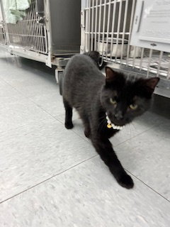SLINKY - Domestic Short Hair available for adoption