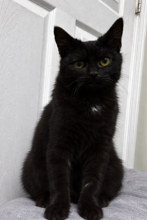 Velcro, Young Domestic Short Hair (short coat), cat for adoption in Owensboro, Kentucky