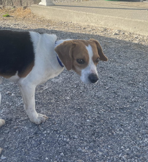 TURNER - Beagle available for adoption