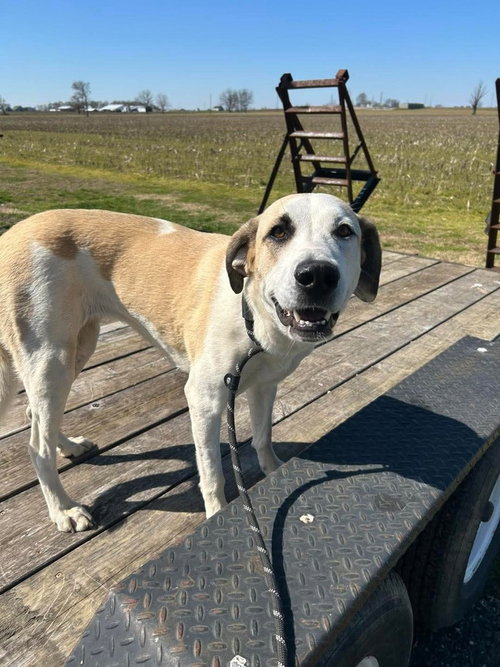 Priah, an adoptable Great Pyrenees in Evansville, IN