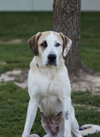 Priah - Photo 1