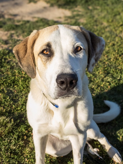 PRIAH - Great Pyrenees / Labrador Retriever available for adoption