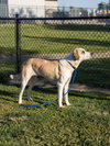 Priah - Photo 4