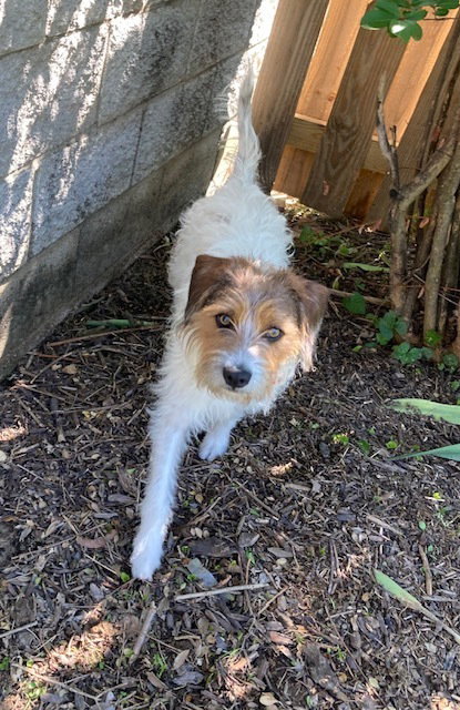 Mazey, an adoptable Jack Russell Terrier in Evansville, IN