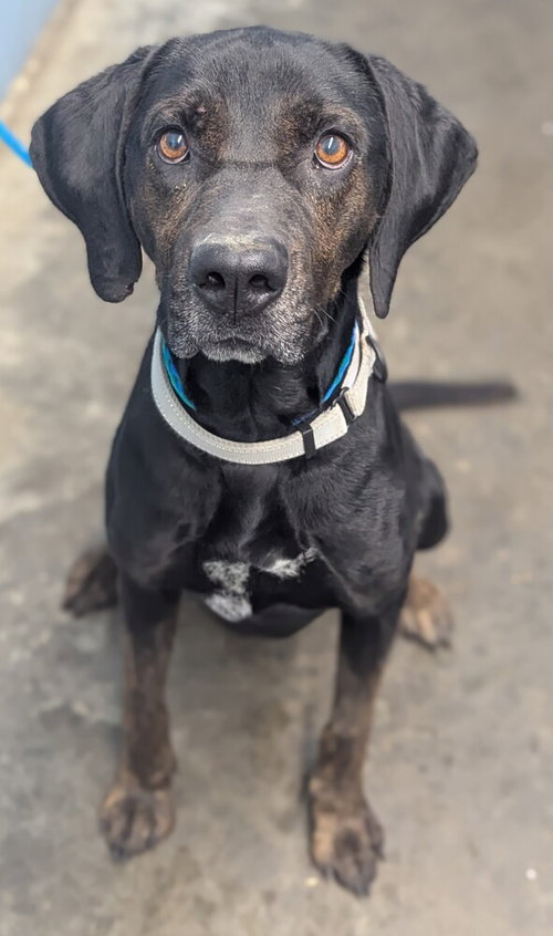 Walter, an adoptable Labrador Retriever in Evansville, IN