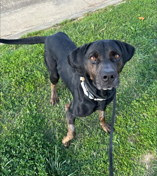 WALTER - Labrador Retriever / Rottweiler available for adoption