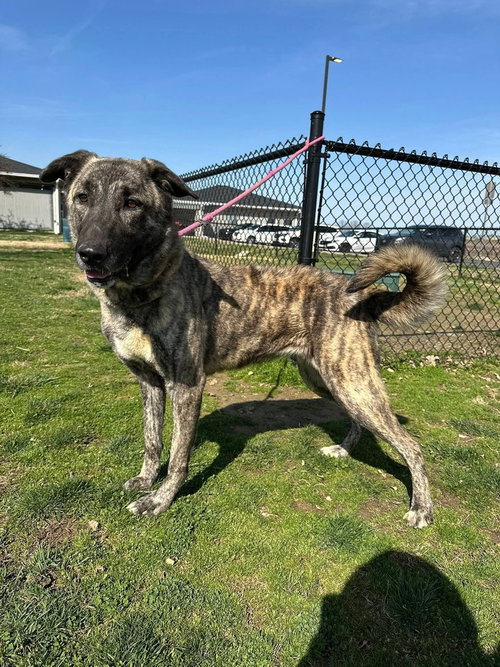 KOVA - Shepherd available for adoption
