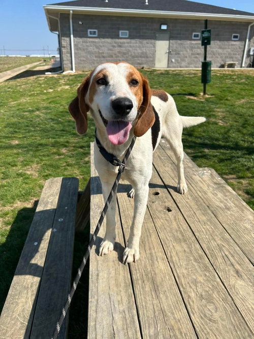 Naomi, an adoptable Hound in Evansville, IN