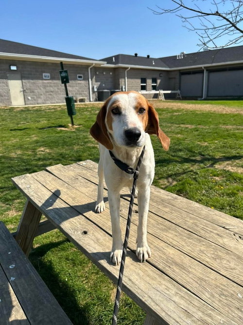 NAOMI - Hound available for adoption