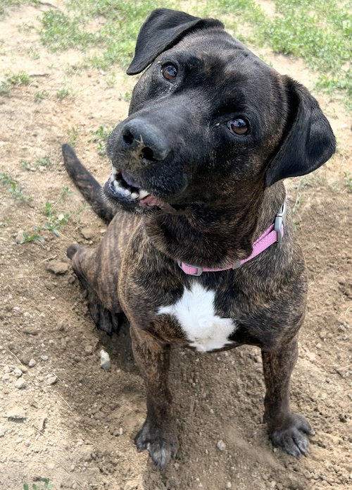 SCRAPPY DOO - Terrier available for adoption