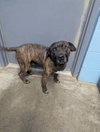 Scrappy Doo - Photo 3