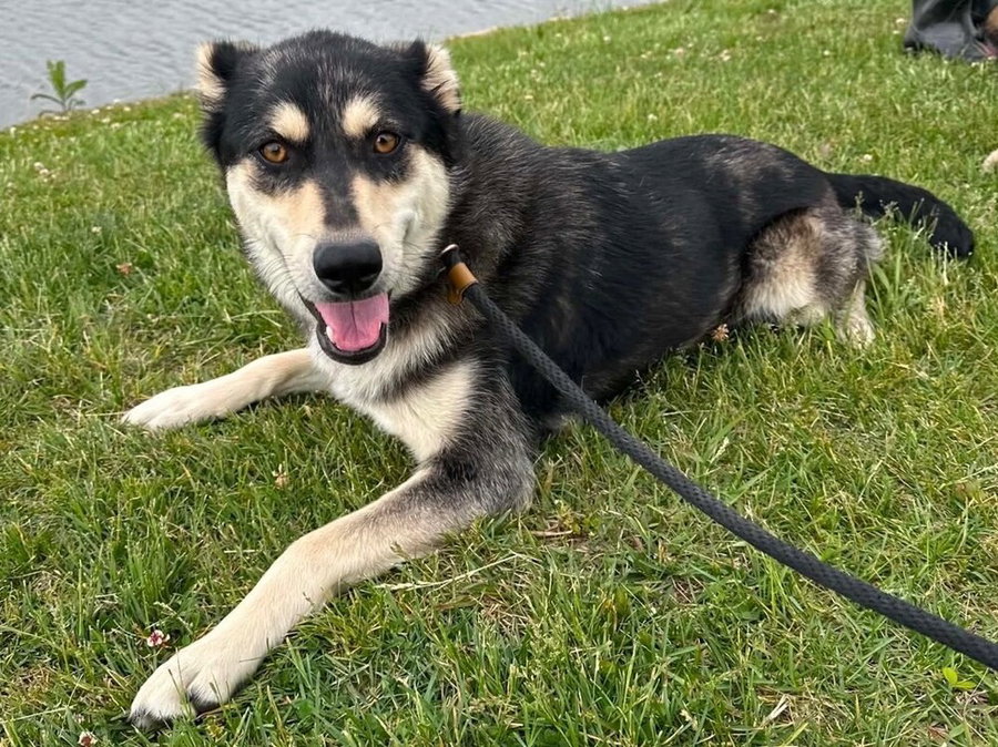 Stella