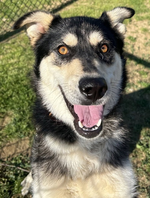 Stella, a dog for adoption from It Takes A Village No-Kill Rescue
