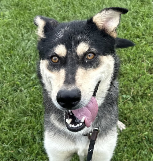 Photo 3 of Stella