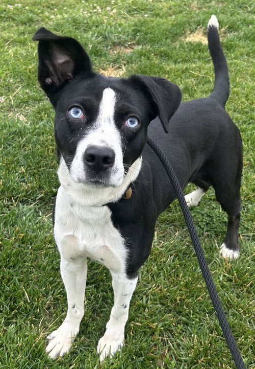 Oreo Pie, an adoptable Terrier in Evansville, IN