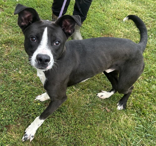 Banjo Bandit, a dog for adoption from It Takes A Village No-Kill Rescue