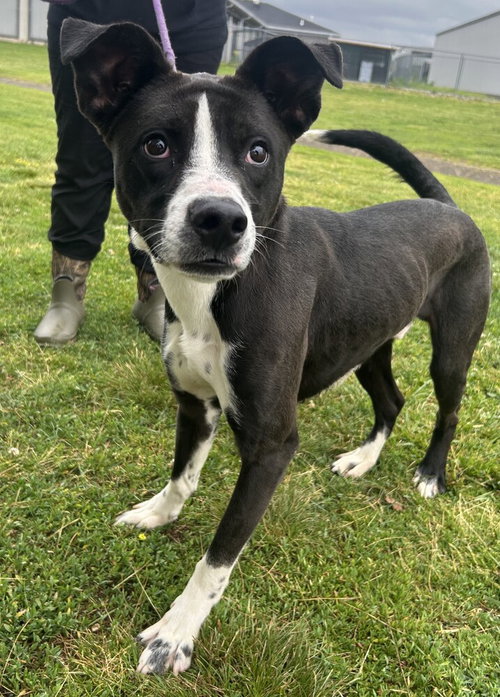 Photo 2 of Banjo Bandit
