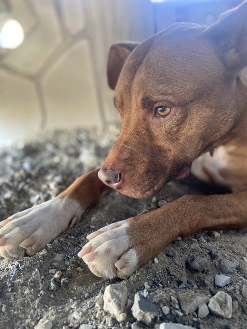 Zeytina, an adoptable Pit Bull Terrier in Evansville, IN