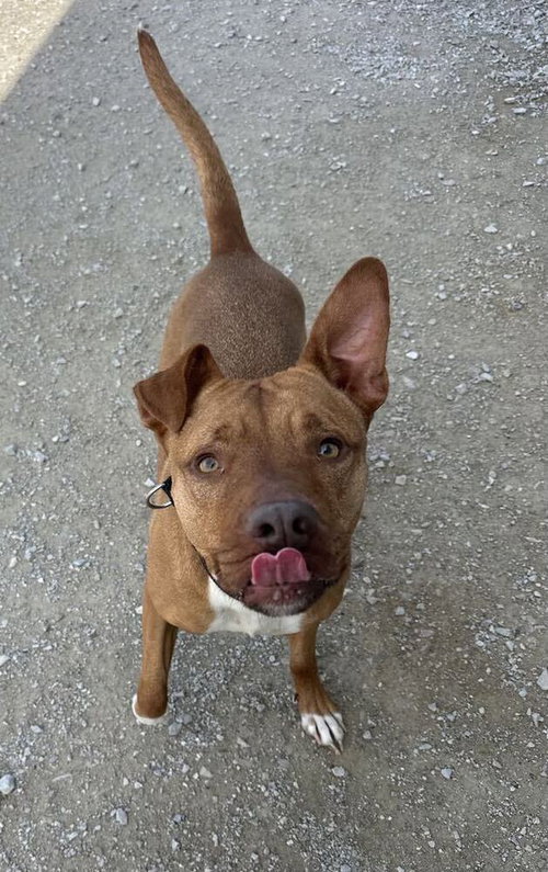 Zeytina, a dog for adoption from It Takes A Village No-Kill Rescue