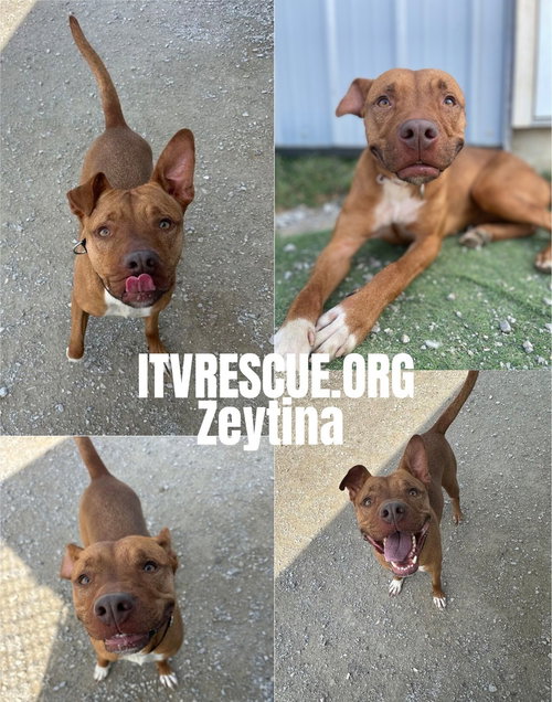 Photo 3 of Zeytina