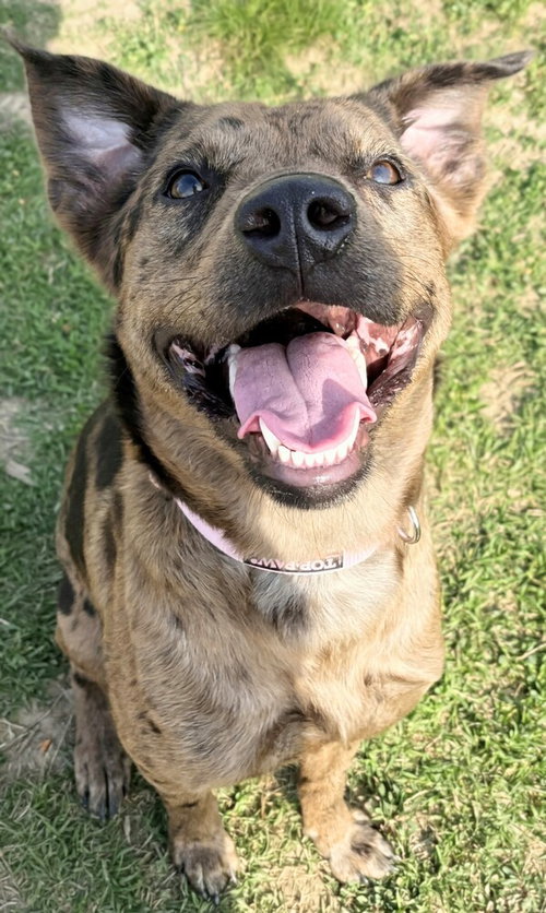 ADELINE/NALA