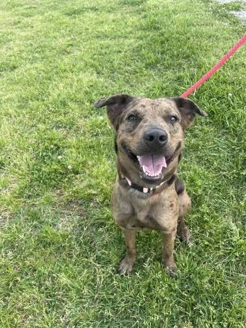 ADELINE/NALA - Catahoula Leopard Dog available for adoption