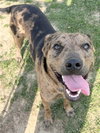Adeline/Nala - Photo 4