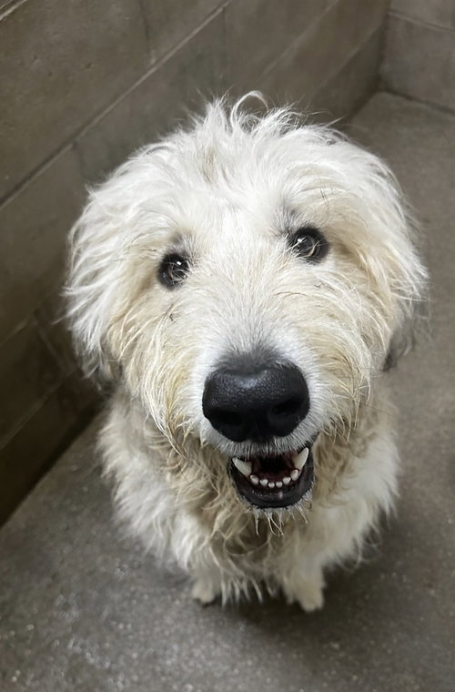 Scruffy, an adoptable Great Pyrenees in Evansville, IN