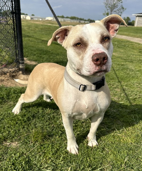 Hindi, an adoptable Pit Bull Terrier in Evansville, IN