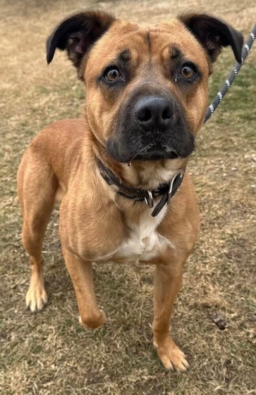 Dorian, an adoptable Shepherd in Evansville, IN