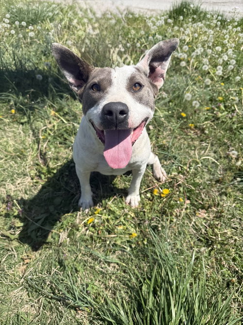 Cherry, an adoptable Pit Bull Terrier in Evansville, IN
