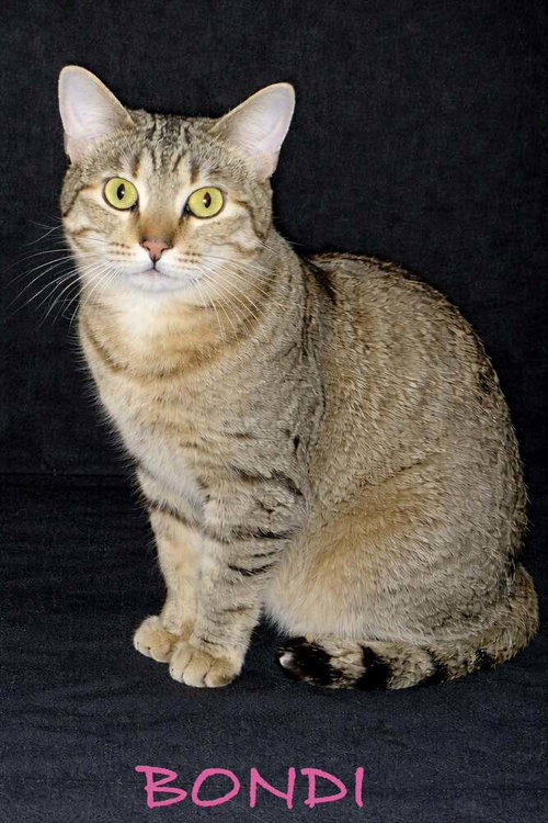 Bondi, an adoptable Domestic Short Hair in Evansville, IN