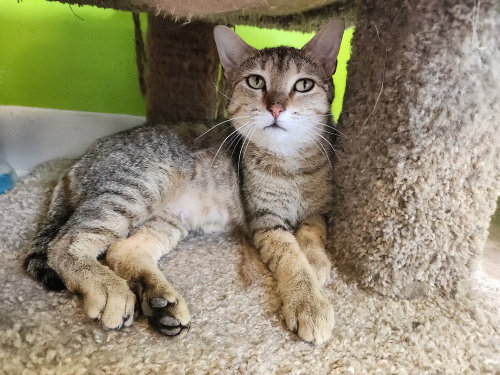 Bondi, Adult Domestic Short Hair (short coat), cat for adoption in Owensboro, Kentucky