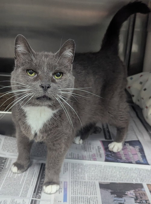 Jo, an adoptable Domestic Short Hair in Evansville, IN