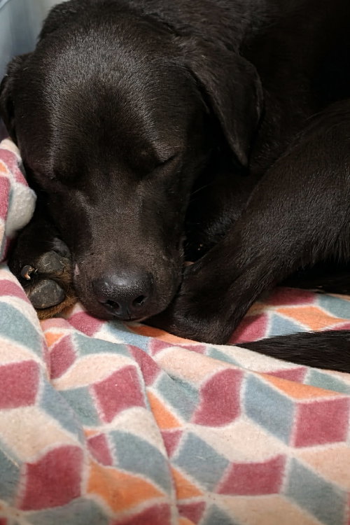 Harbour, an adoptable Labrador Retriever in Evansville, IN